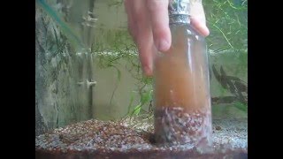 Aquarium gravel cleaning [upl. by Llibyc]