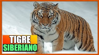 El Tigre Siberiano el Felino mas Grande del Mundo  Mini Documental [upl. by Acirfa]