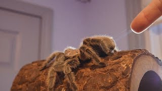 Pulling Web From a Tarantulas Spinnerets [upl. by Center409]