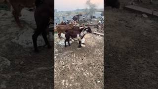 kalahari Goat fighting viralvideo [upl. by Aremmat]