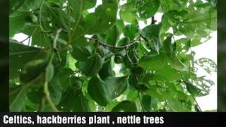 Celtis hackberries plant  nettle trees fruit [upl. by Margalo289]