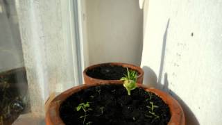 Growing baobab time lapse video for first 6 weeks of adansonia tree [upl. by Miarfe]