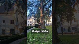 Ginkgo biloba din Parcul Carei [upl. by Sekofski]