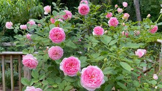 David Austin Rose  Boscobel follow up [upl. by Atirahs]