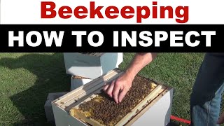 Beekeeping Honey Bee Hive Inspection Tips for Keepers [upl. by Sig]