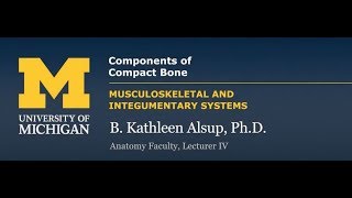 Skeletal System Components of Compact Bone [upl. by Rene]