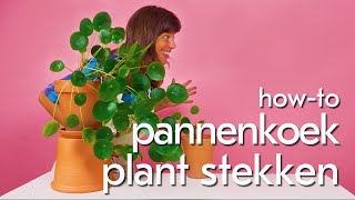 Pannekoekplant Pilea peperomioides stekken Zo doe je dat [upl. by Rehpotsirk]