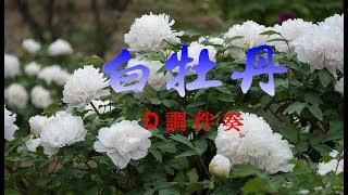 白牡丹  D調伴奏 簡譜走字  慈濟 嘉義二胡班視頻教材 [upl. by Negem196]