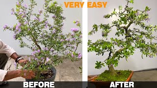 How to shape bonsai tree easily  Antidesma acidum flower Bonsai [upl. by Damick]