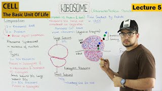 RIBOSOMES structure and function  Video 5 [upl. by Atenek]