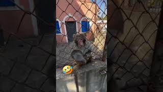 Sigma The monkey is very intelligent😇🤔 sigma monkey short viral challenge foryou [upl. by Marilla164]