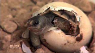 Conheça as tartarugas de Galápagos [upl. by Ahsieuqal905]