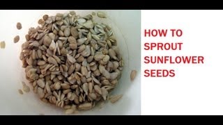 HOW TO SPROUT SUNFLOWER SEEDS [upl. by Alisa]