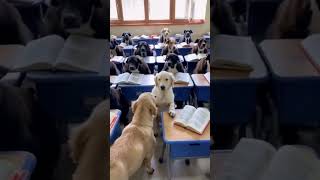 Dogs back to school   funny  dog  cutest  whimsproject [upl. by Aidnis]