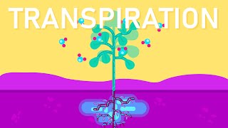 What is Transpiration in Plants [upl. by Asinla]