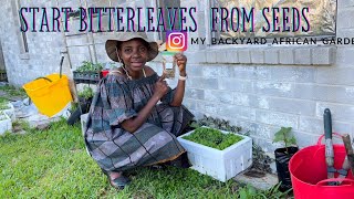 How to Grow Bitterleaves Vernonia Amygdalina from Seeds in the USA YAJESGARDEN [upl. by Leoline]