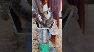 Expert Horse Hoof Care Cleaning Trimming amp Horseshoe Fitting for Better Mobility 🐎✨ [upl. by Merrow]