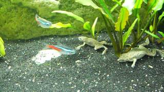 African Dwarf Frogs Feeding Swimming Surfacing [upl. by Nay906]