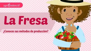 FRESA O FRUTILLA 🍓Se produce en todos los continentes del mundo  Agroclips [upl. by Vernon136]