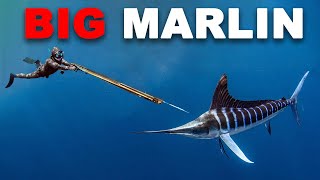 Spearfishing Marlin amp Fighting AGGRESSIVE Sharks [upl. by Lower]