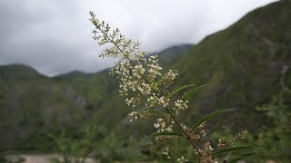 Aloysia citrodora  Cedrón  Hierba Luisa  Cidrón  Flora argentina  Hierbaluisa  Lemon Verbena [upl. by Ymrej681]