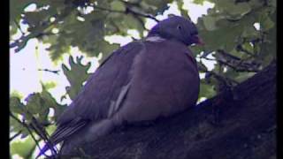 Sporting Scene  Sporting Pigeon Shooting Introduction [upl. by Carole150]