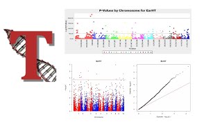 Genomewide Association Study GWAS analysis in TASSEL Software GUI [upl. by Dorelle325]