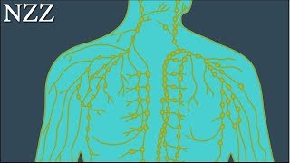 Stiefkind der Medizin das Lymphsystem Ausschnitt einer Dokumentation von NZZ Format [upl. by Kimbell]