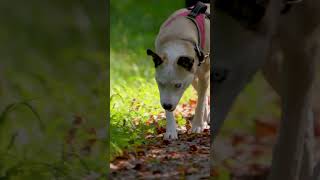 Marc Welti Hundetraining [upl. by Atirys]