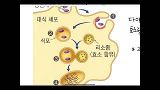 생명과학Ⅰ 29차시식균작용 염증 특이적 방어작용1 [upl. by Oramlub634]