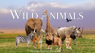 Amazing Scene of Wild Animals In 4K  Scenic Relaxation Film [upl. by Ireva]