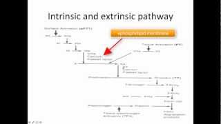 Hemostasis clotting system kallikrenin and regulation [upl. by Terris]