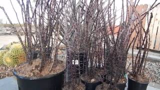 Ocotillo cactus succulent cuttings Arizona desert landscaping xeroscape [upl. by Berte845]