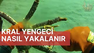 Kral yengeci avı \\ King Crab Hunt [upl. by Awe]