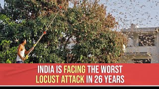 Locust Swarm India Is Facing The Worst Locust Attack In 26 Years [upl. by Racklin]