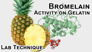 Bromelain protease activity  Biology Lab Techniques [upl. by Francene229]