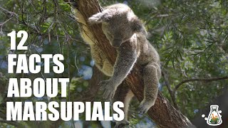 12 Interesting Facts About Marsupials [upl. by Corin]