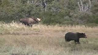 ALASKAS BIGGEST MOOSE MEETS GRIZZLY BEAR katmai alaska bear vs moose trophy [upl. by Novihs811]