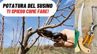 4K POTATURA DEL SUSINO guida semplice e completa  WampA Gardens orto e giardino [upl. by Dario]