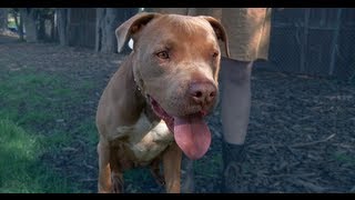 Meet Camo a Friendly Pitbull  Super Awesome Dogs [upl. by Ulphia]