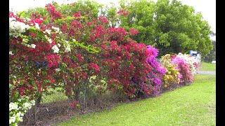 Bougainvilleas [upl. by Nitnert]