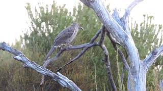 Little WattleBird Song HQ [upl. by Lesser]