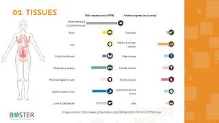 Learn CCR5 in 3 minutes  CC chemokine receptor type 5 CD195 [upl. by Caron782]