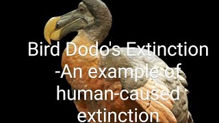 Bird Dodos Extinction An example of humancaused extinction [upl. by Nosmoht710]