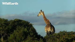 WildEarth  Sunset Safari  12 January 2024 [upl. by Iilek]