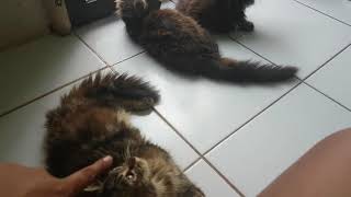 Membedakan Kucing Jantan Dan Kucing Betina [upl. by Ranilopa413]