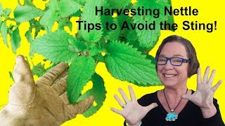 ✅ Stinging Nettle Rash Harvest Tips to Avoid the Sting of Nettle Leaf [upl. by Anyek]