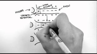 Action Potentials 3  Action Potential Propagation [upl. by Lamp784]