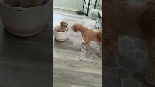 Dog Gets Excited to Befriend New Puppy  1258607 [upl. by Nim775]