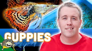 Beginners WATCH THIS before you get Guppies [upl. by Odawa]